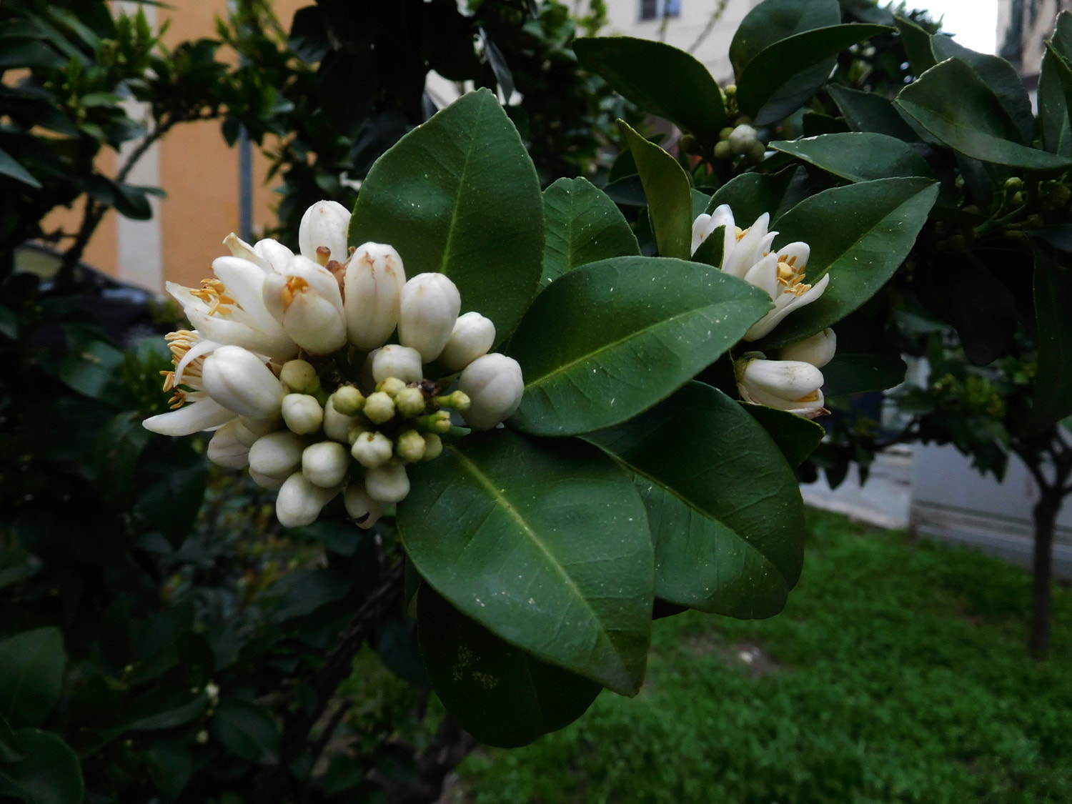 Nikon Coolpix S7000 sample photo. Chinotto flowers photography