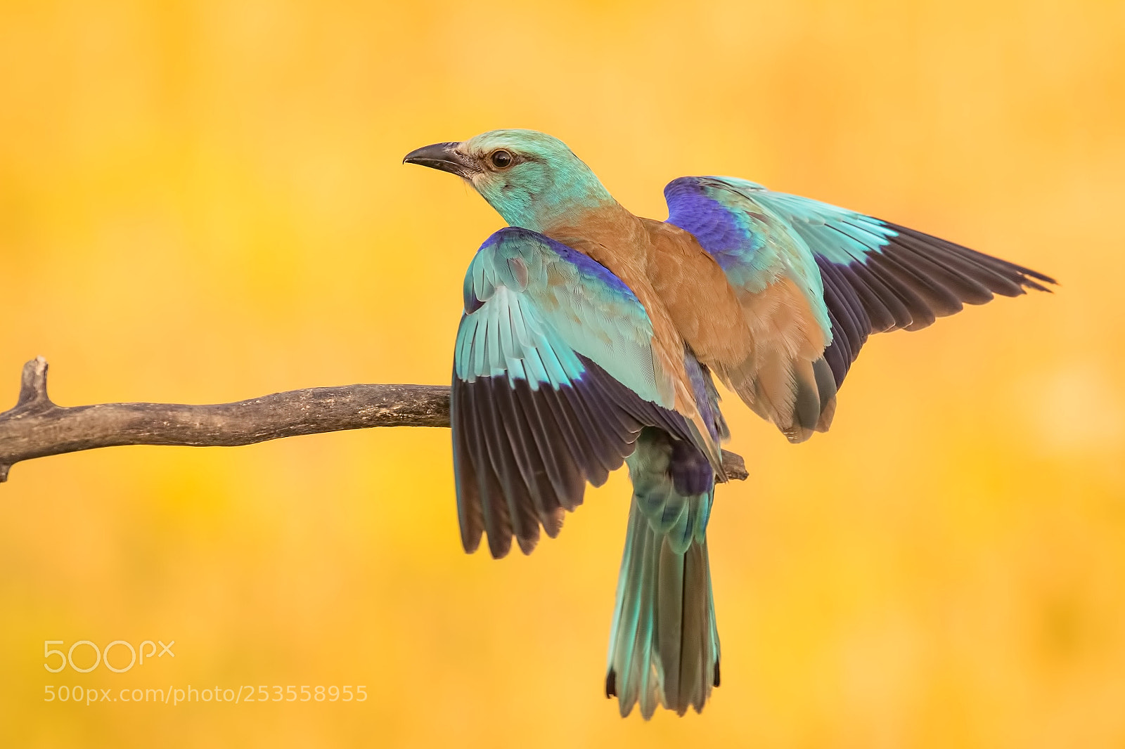 Canon EOS 7D Mark II sample photo. European roller coracias garrulus photography