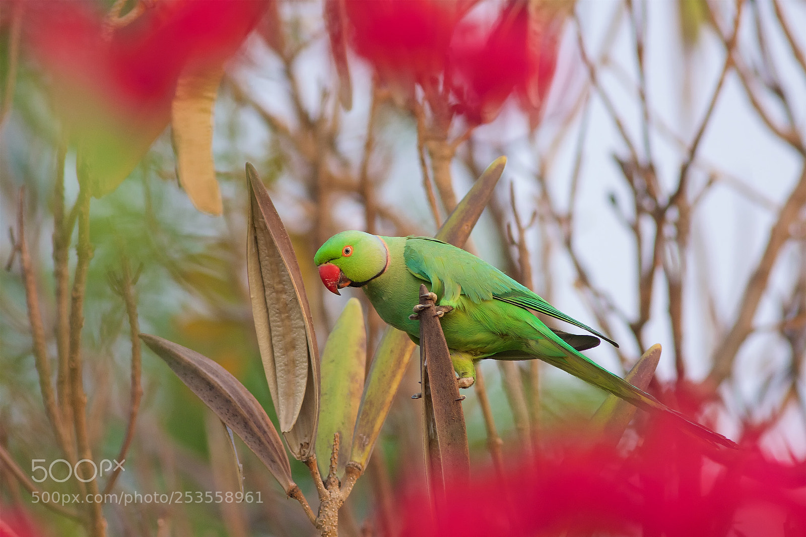 Canon EOS 40D sample photo. Rose ringed parakeet photography