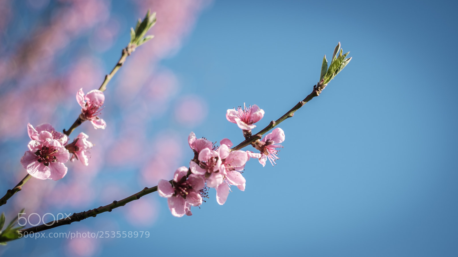 Fujifilm X-T1 sample photo. Cherry birch photography