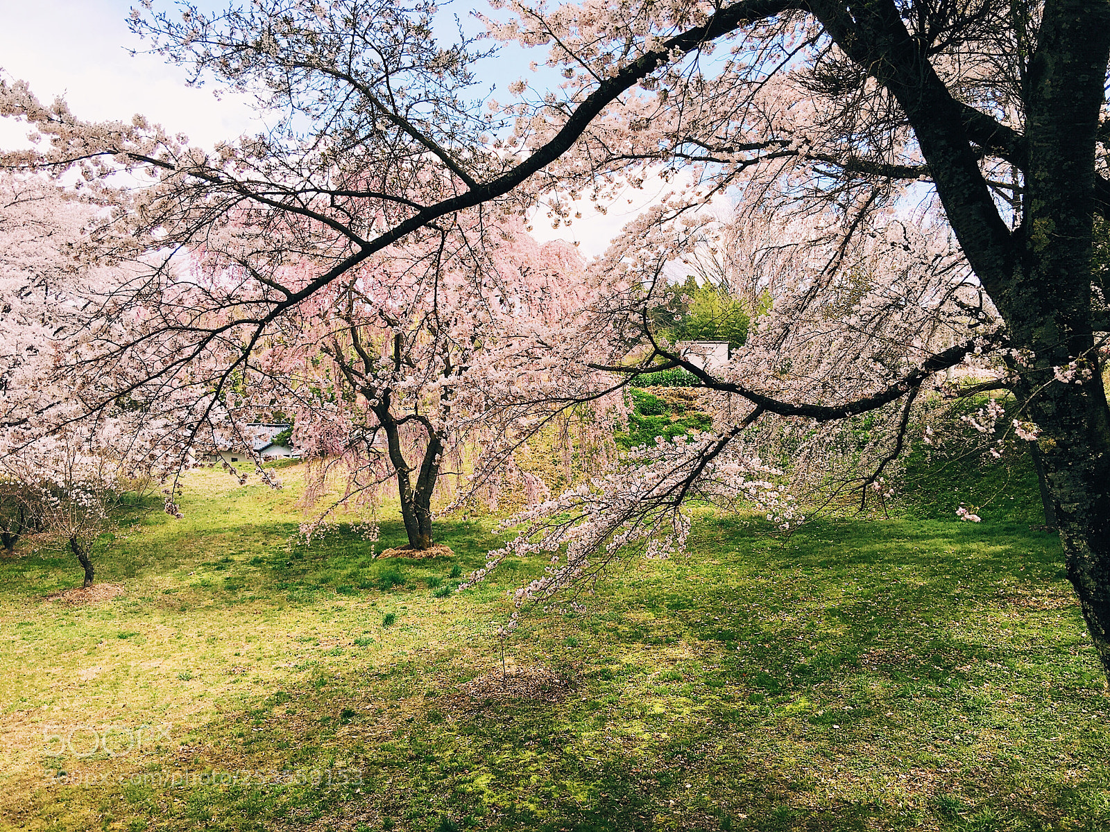 Apple iPhone 6s Plus sample photo. Ｓａｋｕｒａ photography