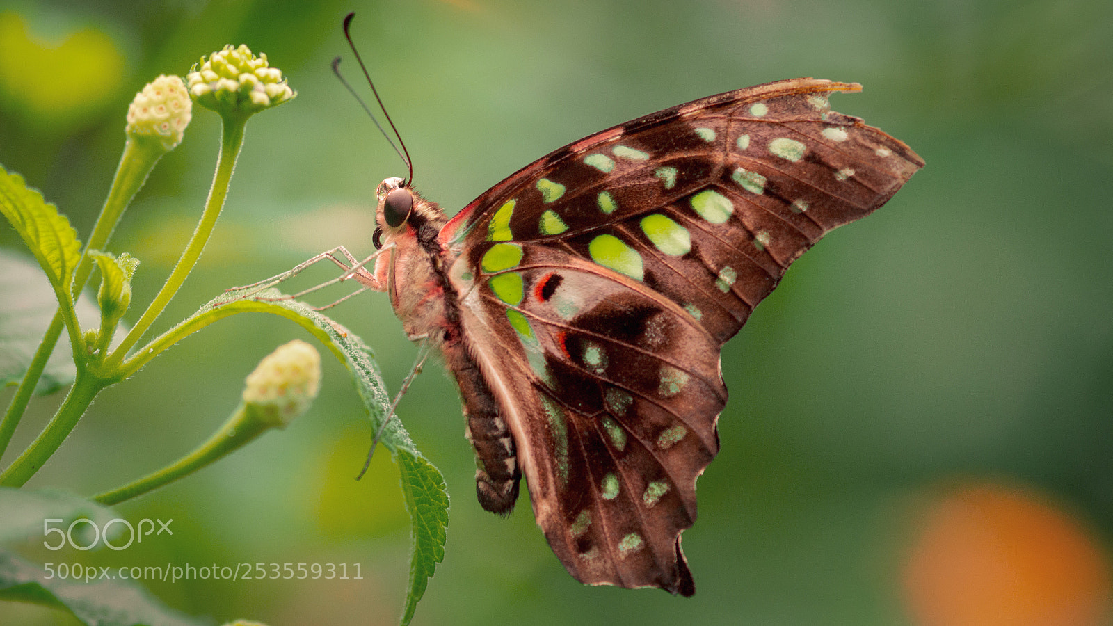 Sony SLT-A58 sample photo. Malachite butterfly photography