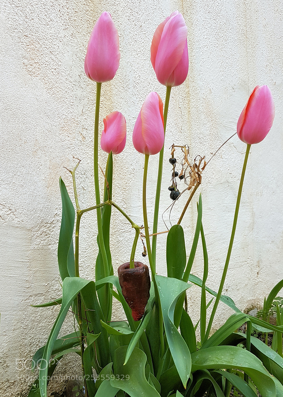 Samsung Galaxy S7 Edge sample photo. Tulips and pepper photography