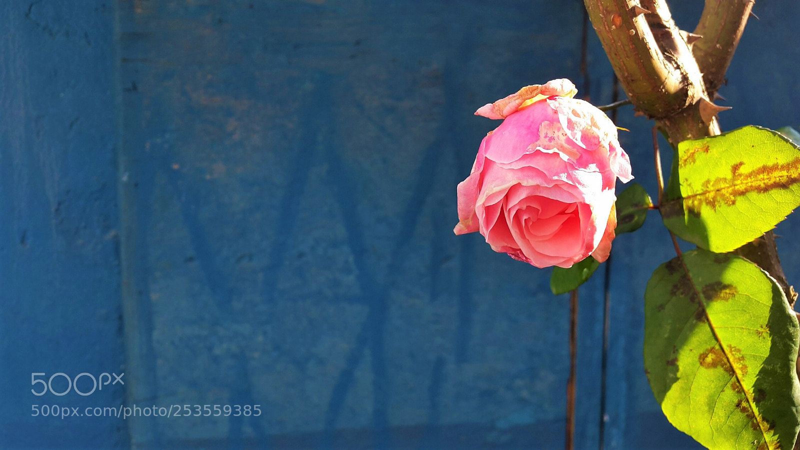 Samsung Galaxy S5 sample photo. Blue photography