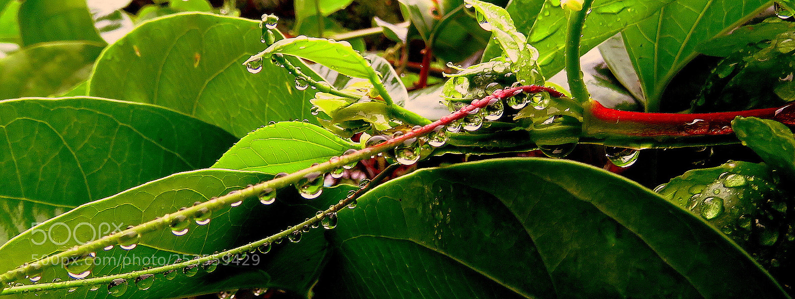 Canon PowerShot SX60 HS sample photo. Green beauty photography