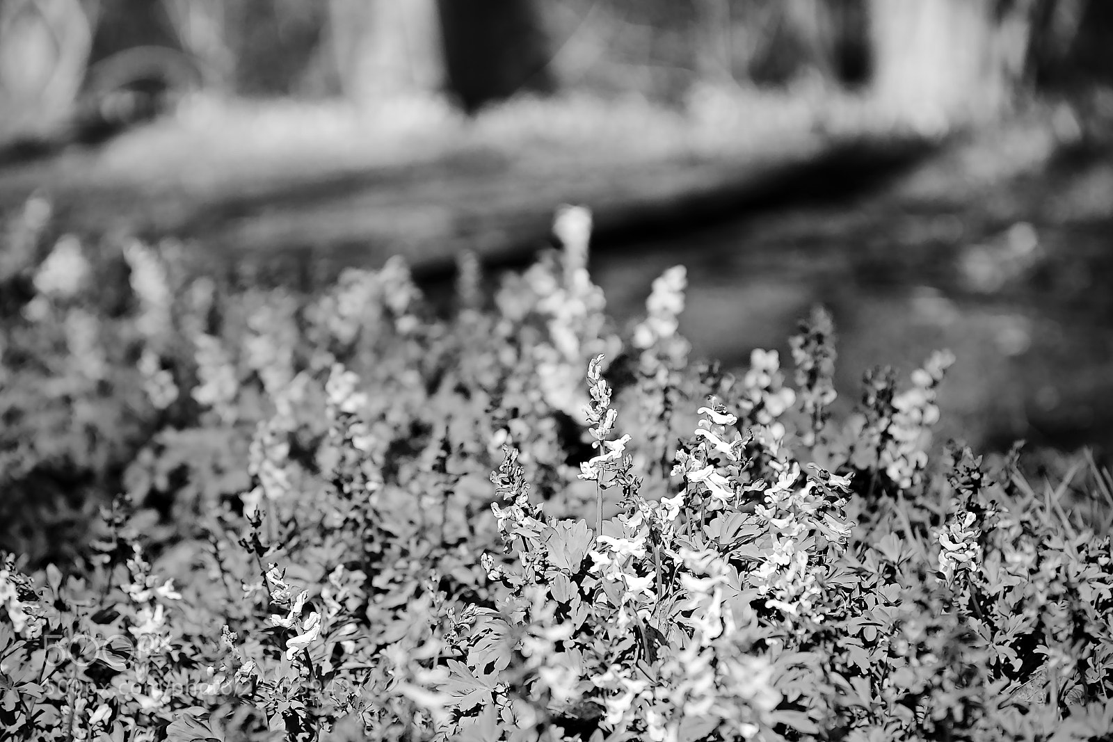 Nikon D5300 sample photo. Flowering czech forest named photography