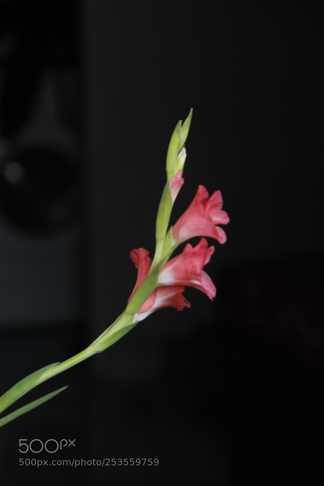 Canon EF-S 55-250mm F4-5.6 IS II sample photo. Untitled photography