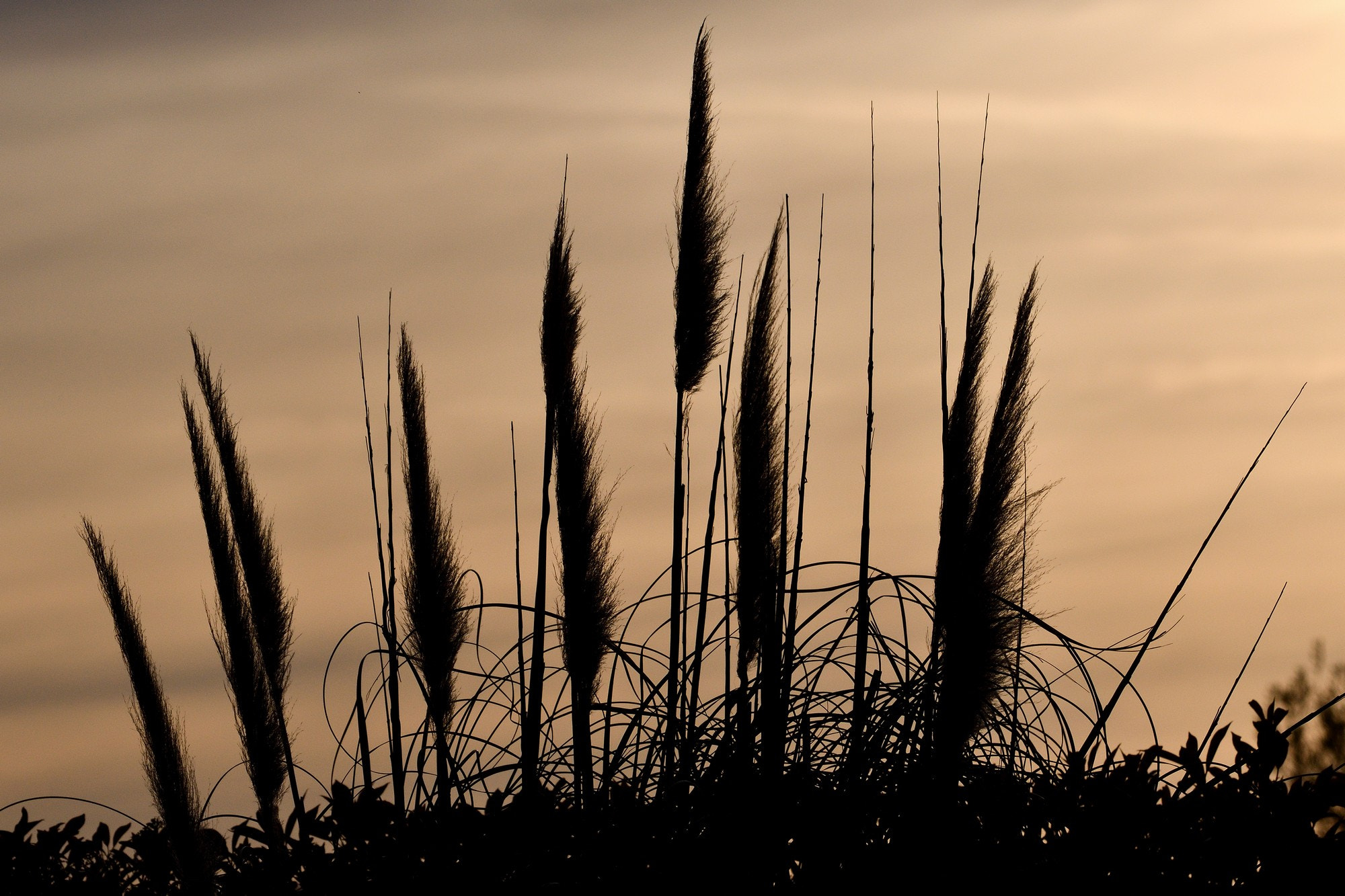 Nikon AF-S Nikkor 200-500mm F5.6E ED VR sample photo. Controluce photography