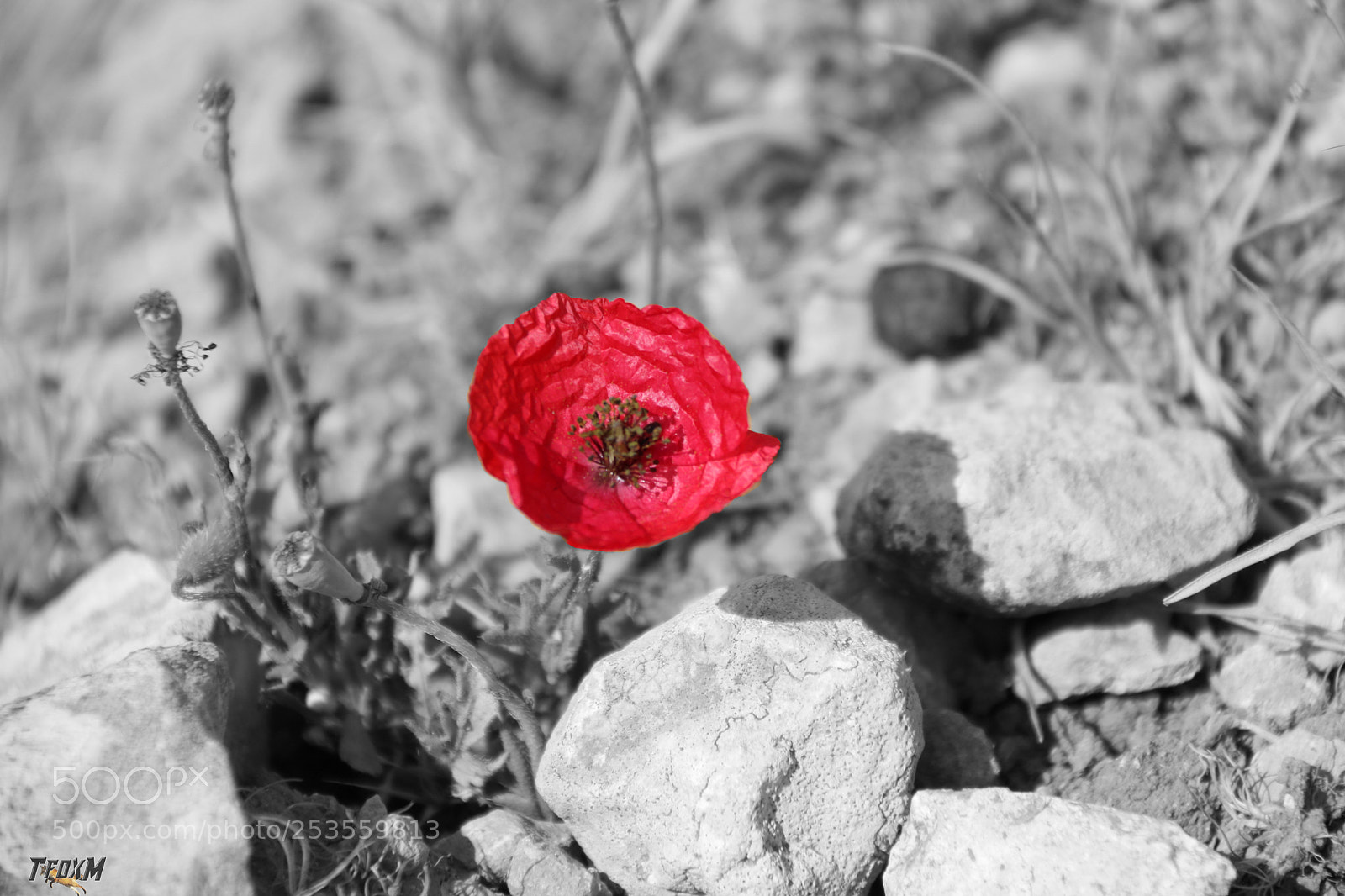 Canon EOS 760D (EOS Rebel T6s / EOS 8000D) sample photo. Img photography