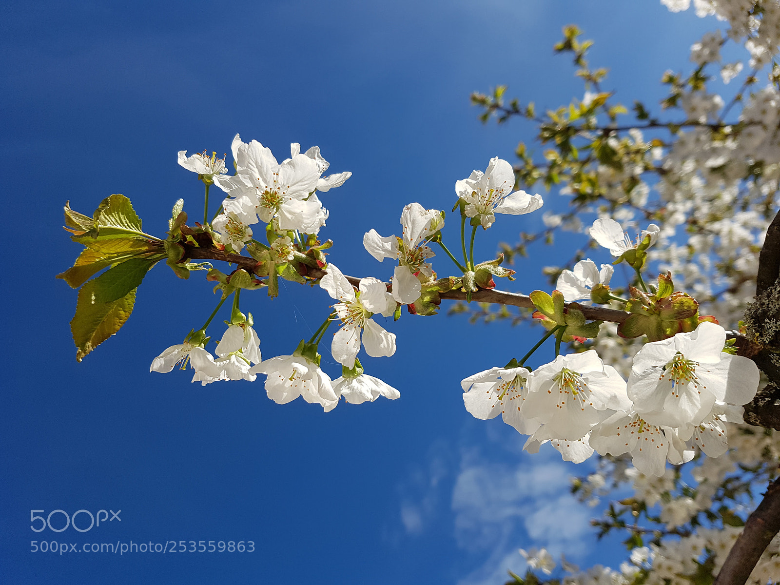 Samsung Galaxy S7 Edge sample photo. Kirschblüten photography