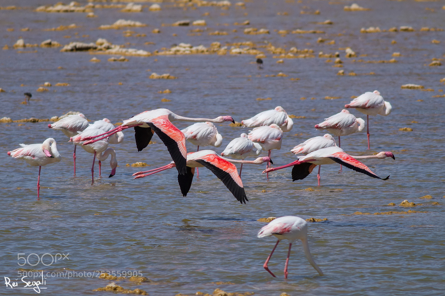 Canon EOS 7D sample photo. Pink over salty waters photography