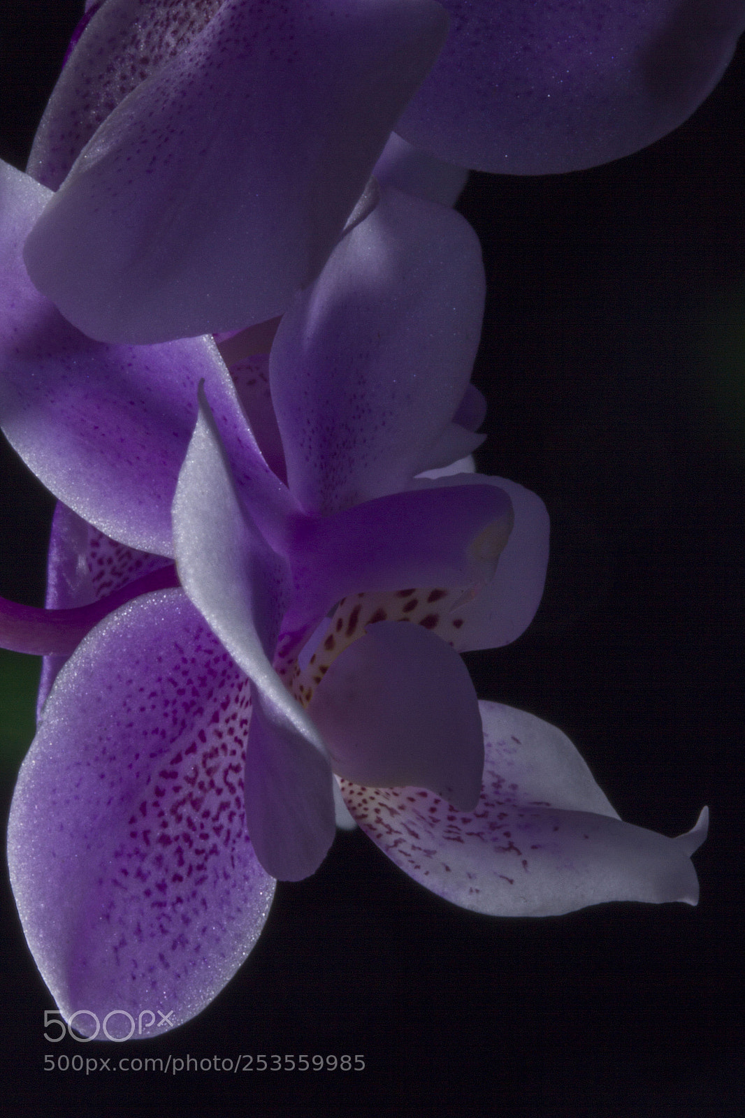 Canon EOS 7D sample photo. Orchid photography
