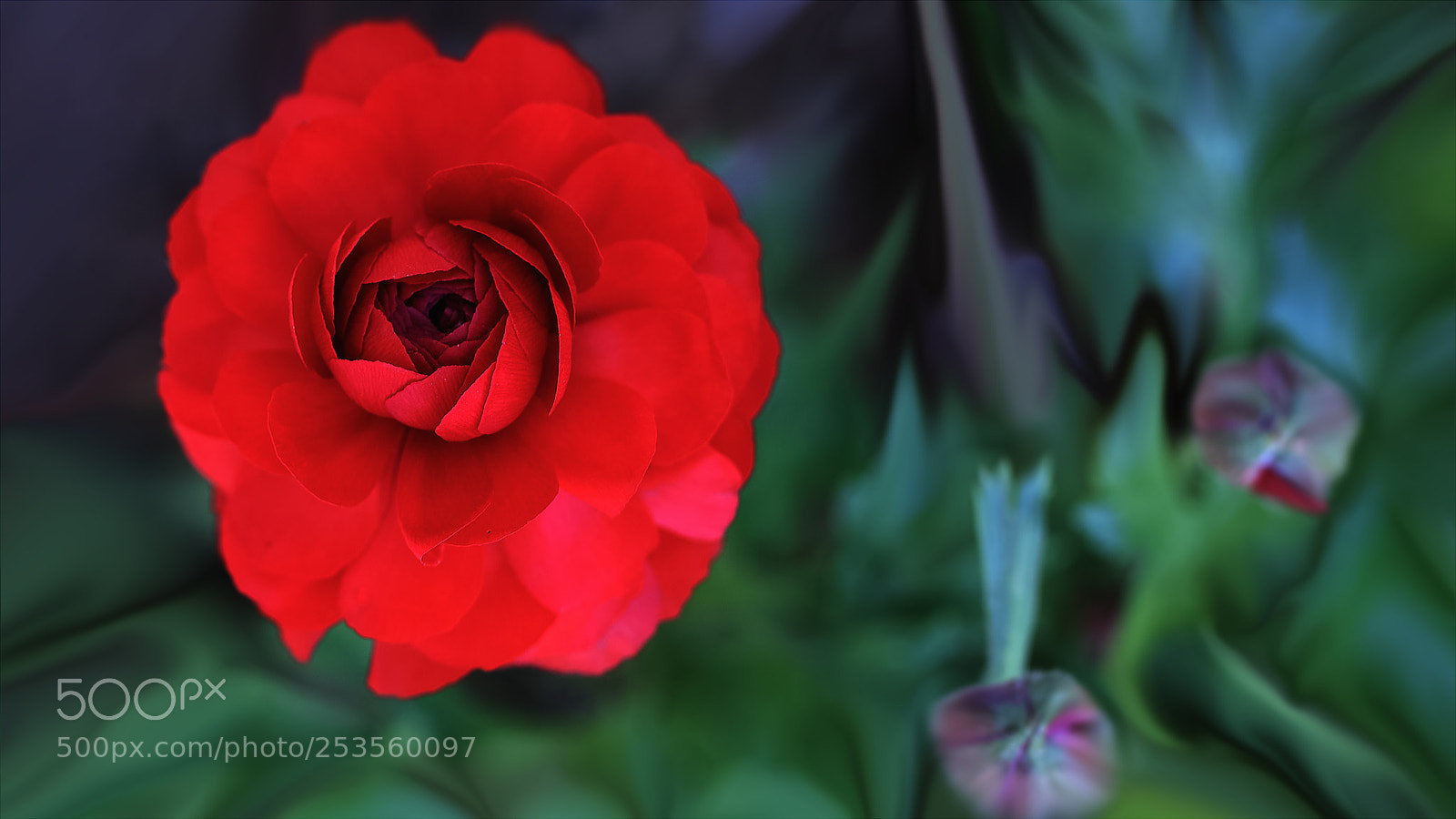 Canon EOS-1D X Mark II sample photo. 花毛茛 photography
