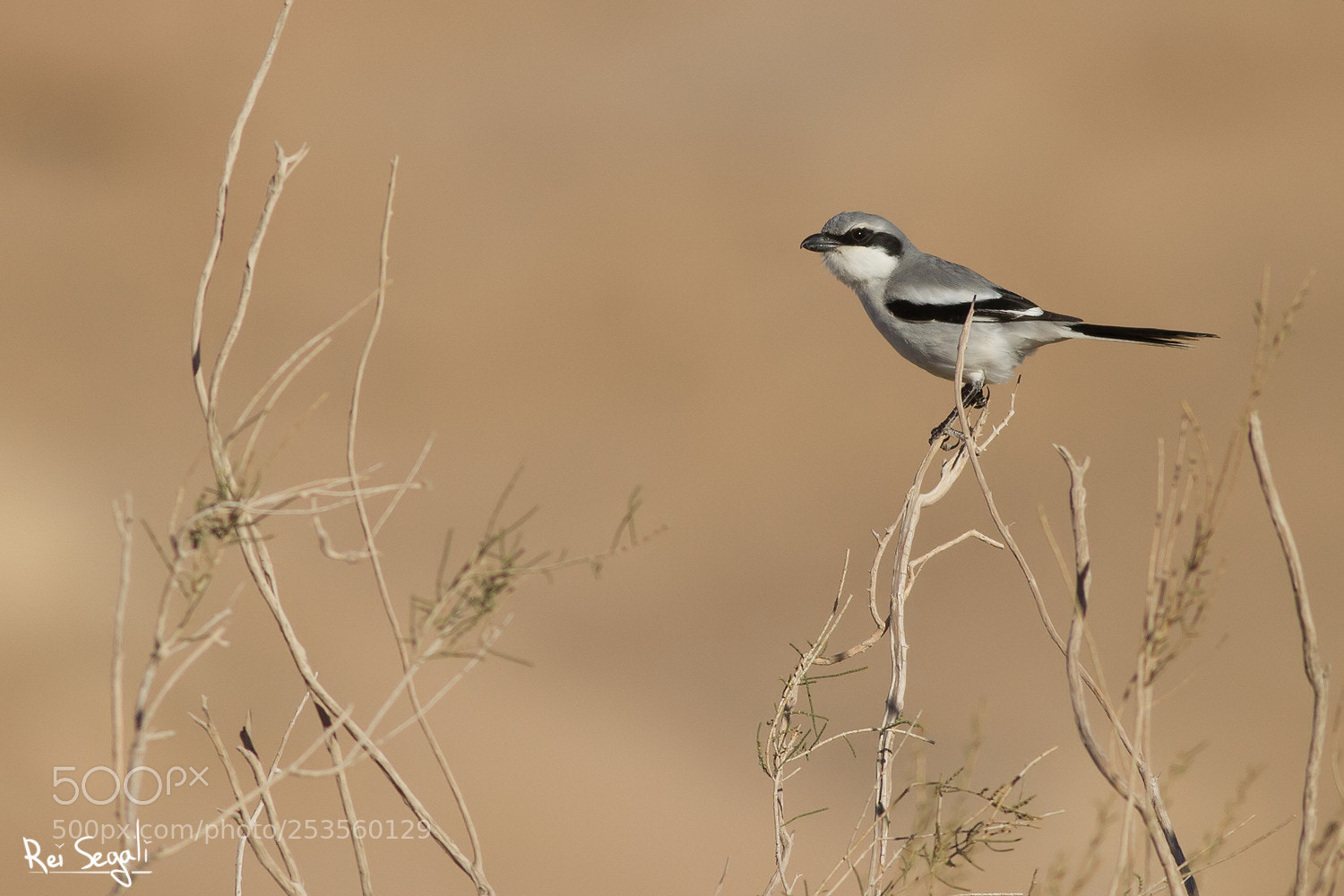 Canon EOS 7D sample photo. Southern grey shrike photography
