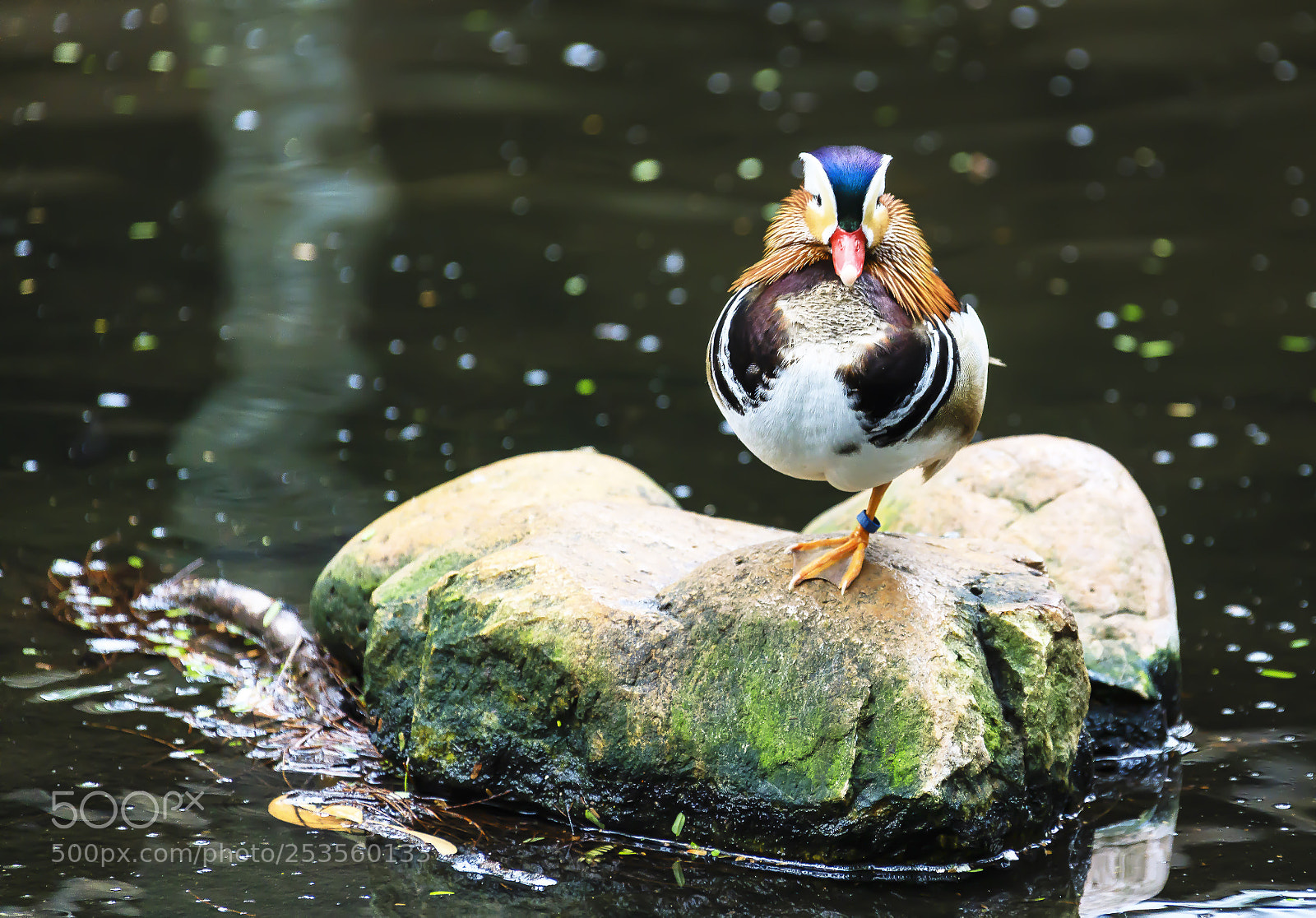 Canon EOS 5D Mark IV sample photo. Alone in the water photography