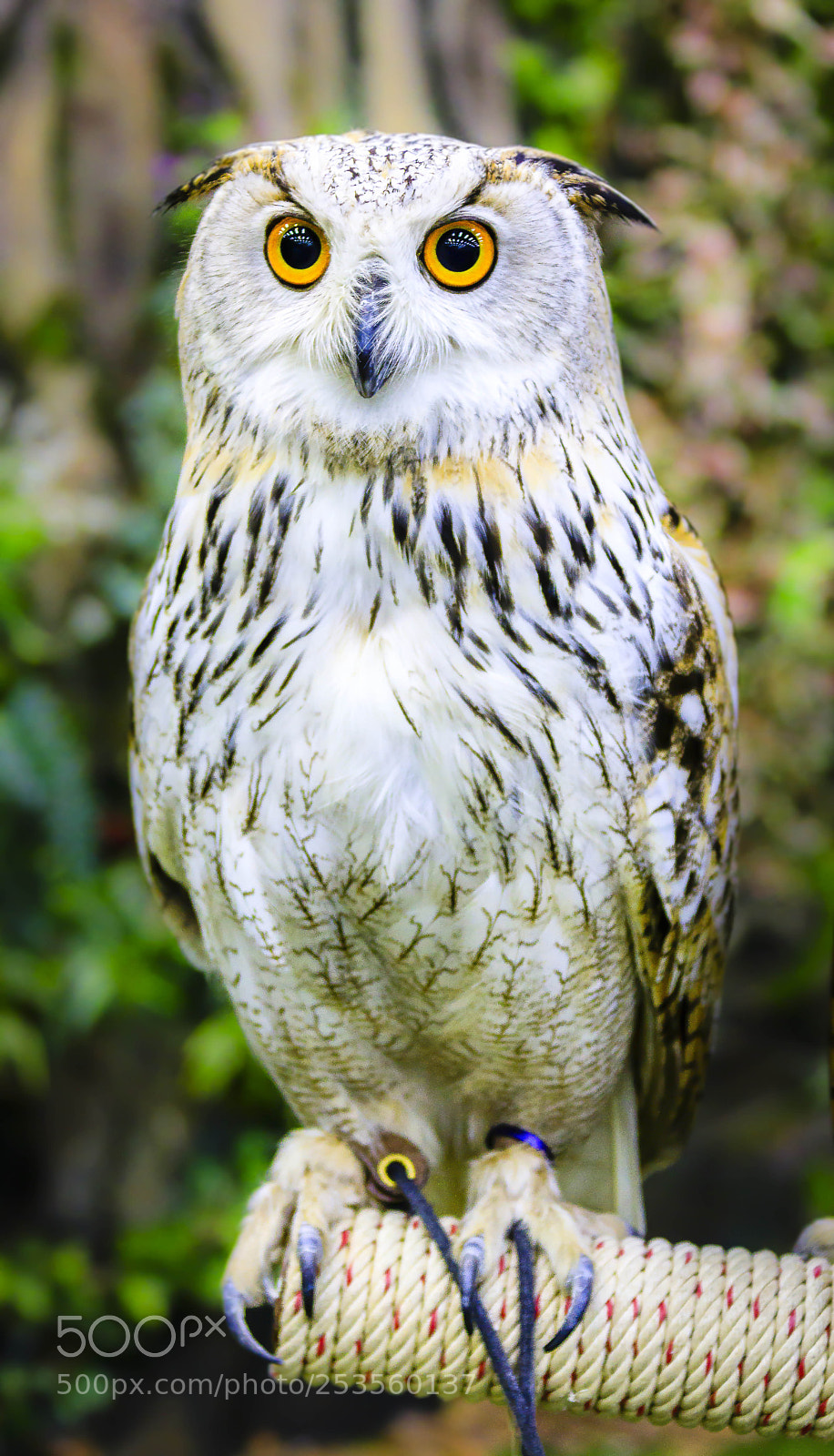 Canon EOS 5D Mark IV sample photo. The owl photography