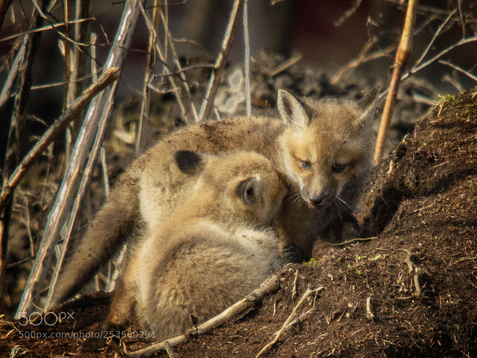 Canon EOS 7D sample photo. Baby foxes photography
