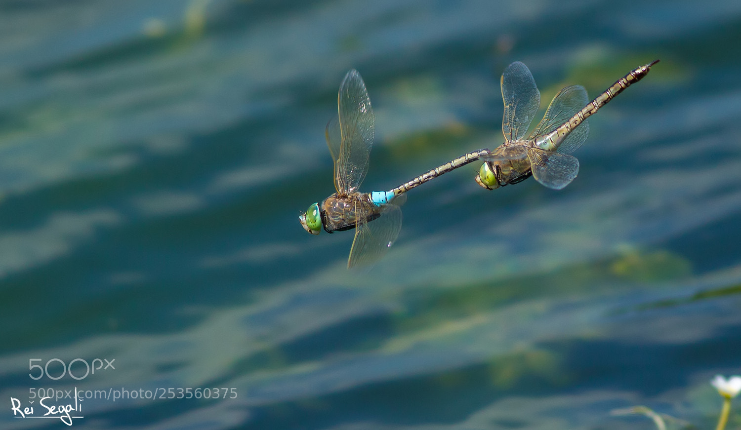 Canon EOS 7D sample photo. Dragonflies operation photography