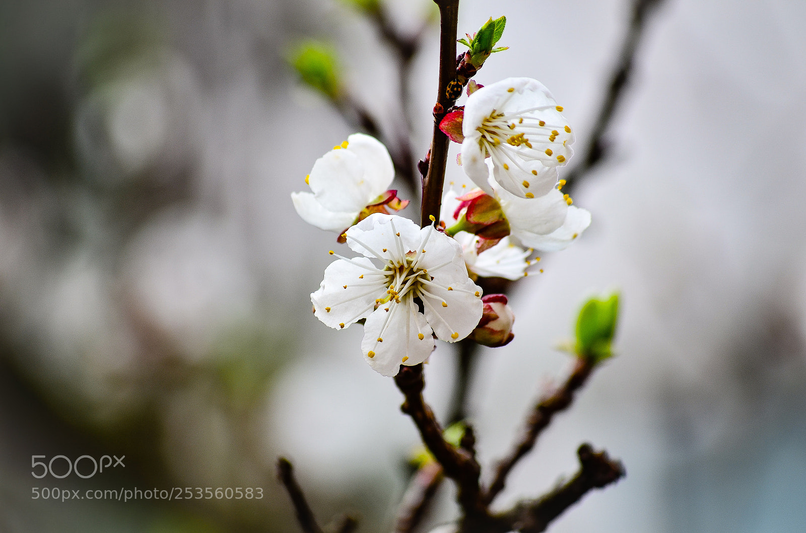 Nikon D5100 sample photo. Untitled photography
