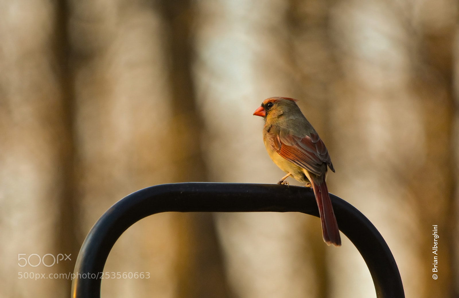 Nikon D7100 sample photo. Watching sunset photography