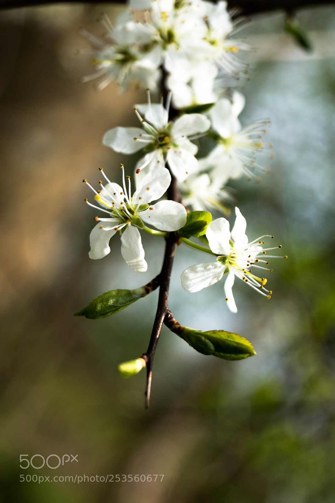Sony SLT-A68 sample photo. White blossom photography
