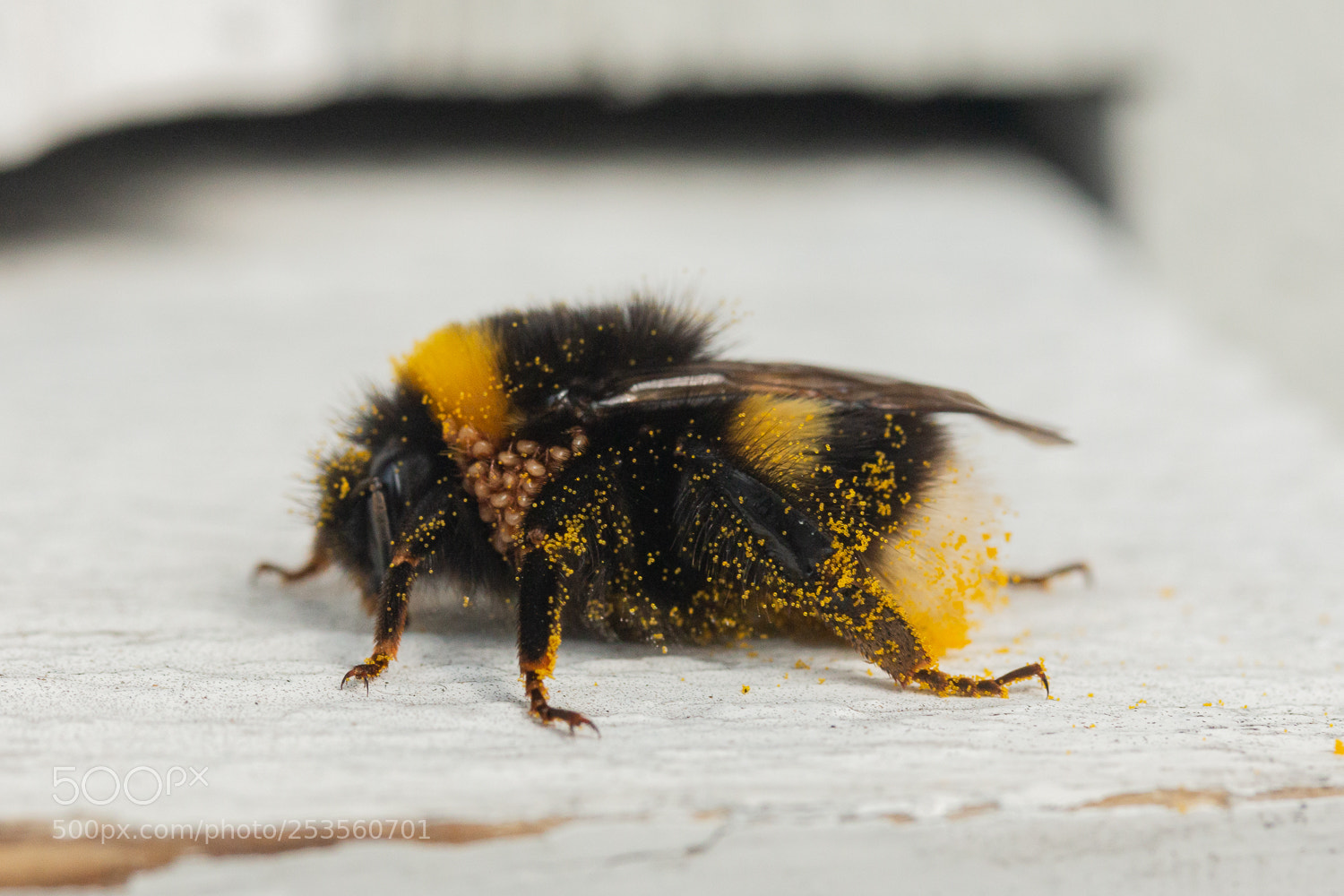 Canon EOS 70D sample photo. Bumblebee with pollen photography