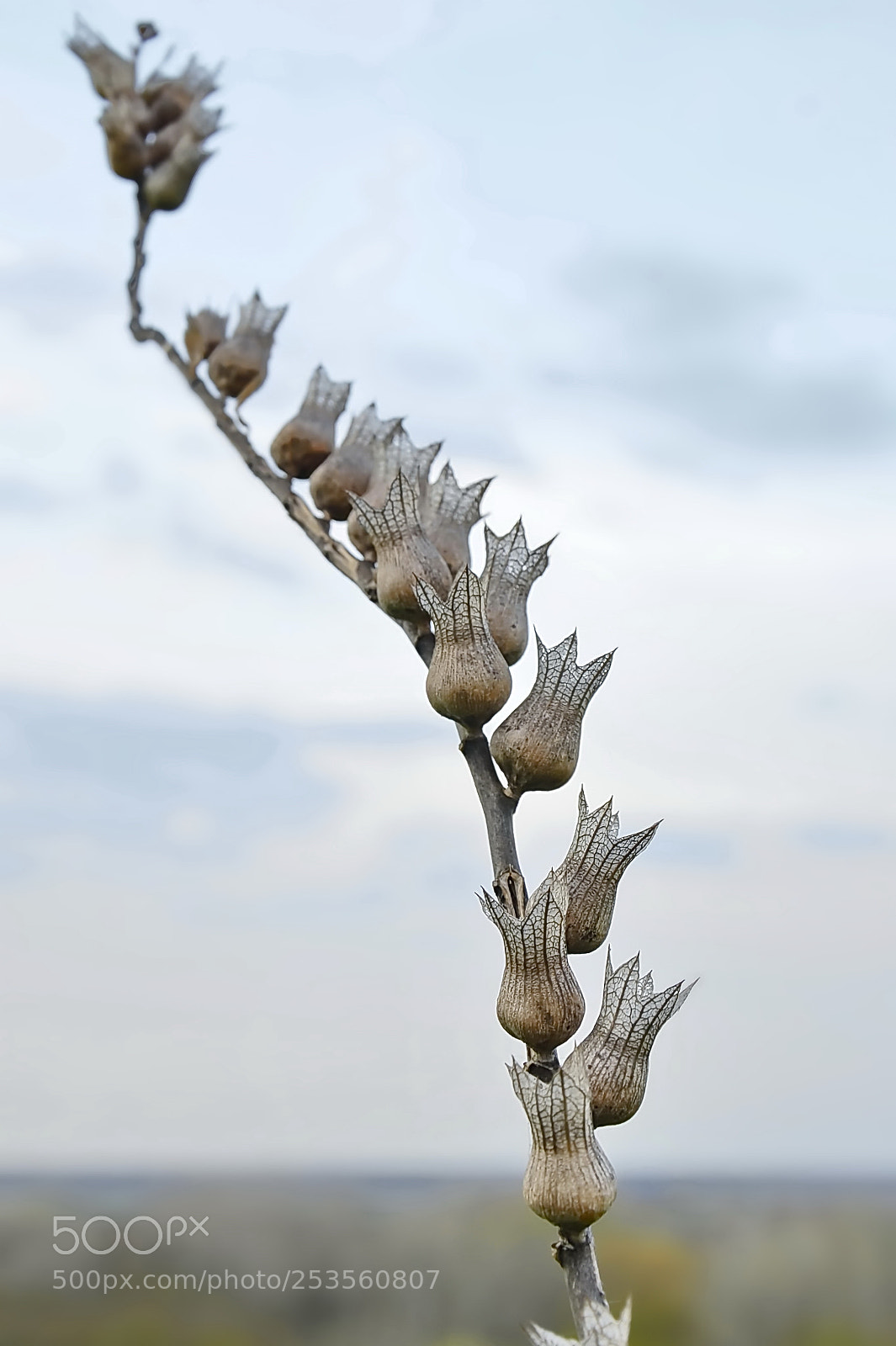 Nikon D5100 sample photo. Untitled photography
