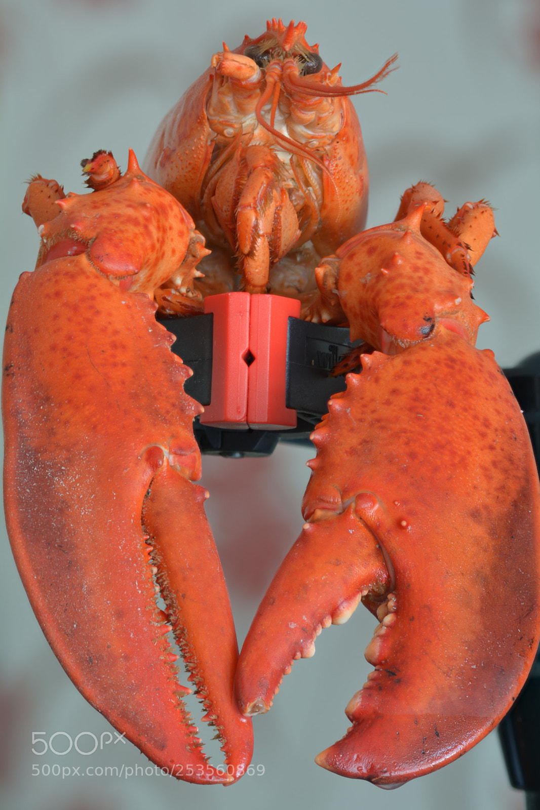 Nikon D5200 sample photo. Focus stacked canadian lobster photography