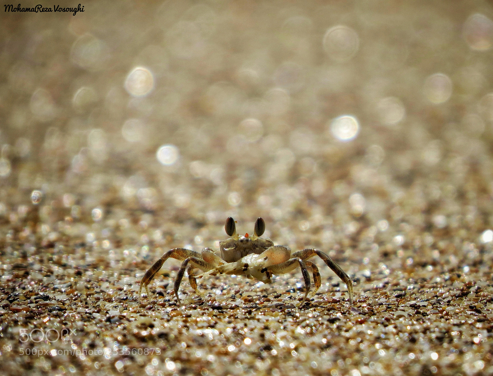 Canon PowerShot SX50 HS sample photo. Crabs photography