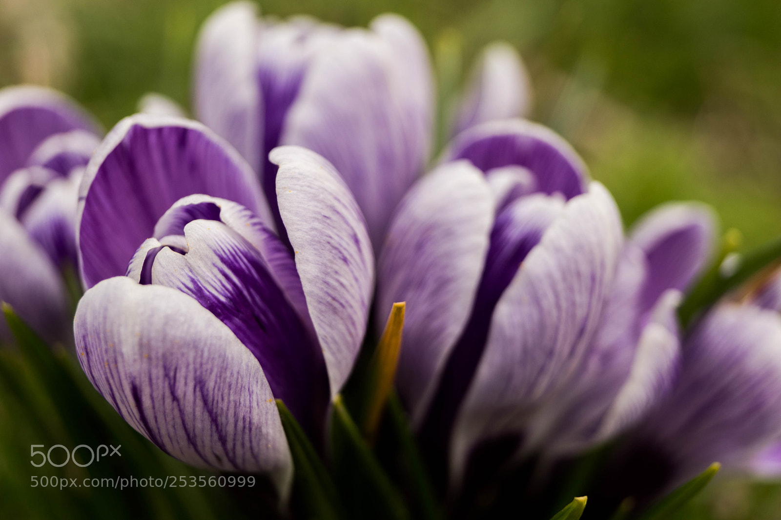 Sony SLT-A68 sample photo. Purple crocuses photography