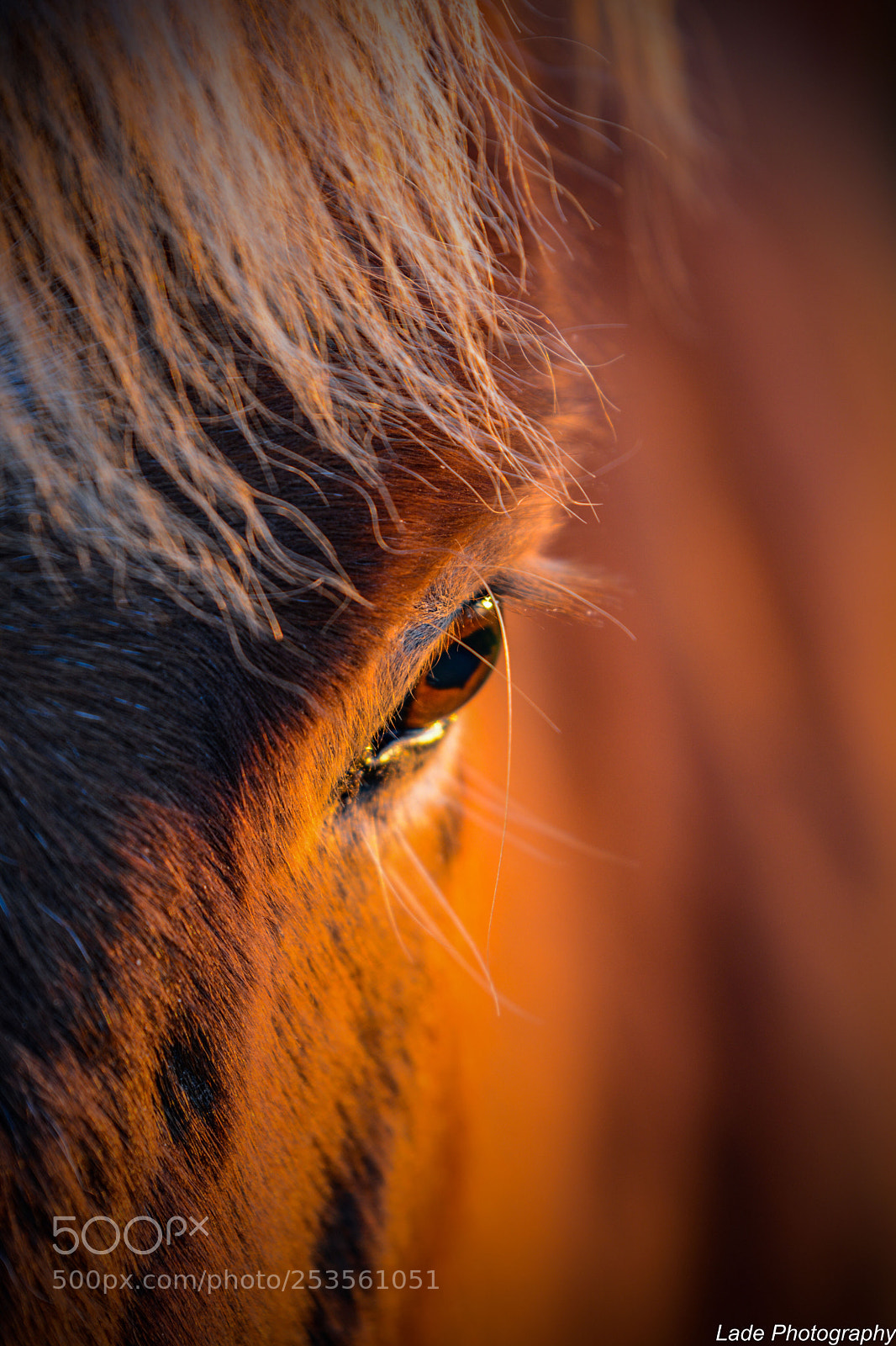 Nikon D7100 sample photo. Eye to eye photography