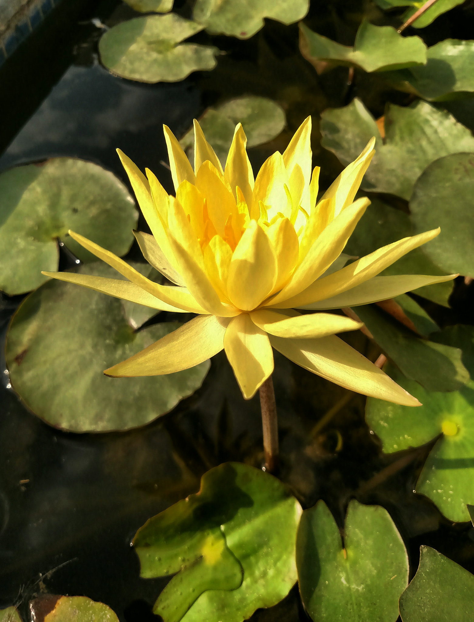 Motorola XT1225 sample photo. Yellow water lily photography