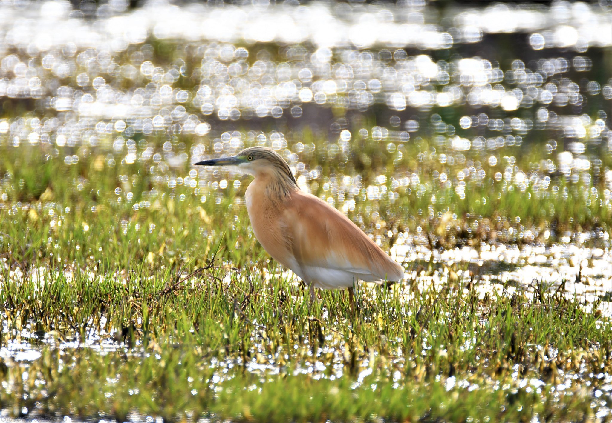 Nikon D7500 sample photo. 0640.jpg photography