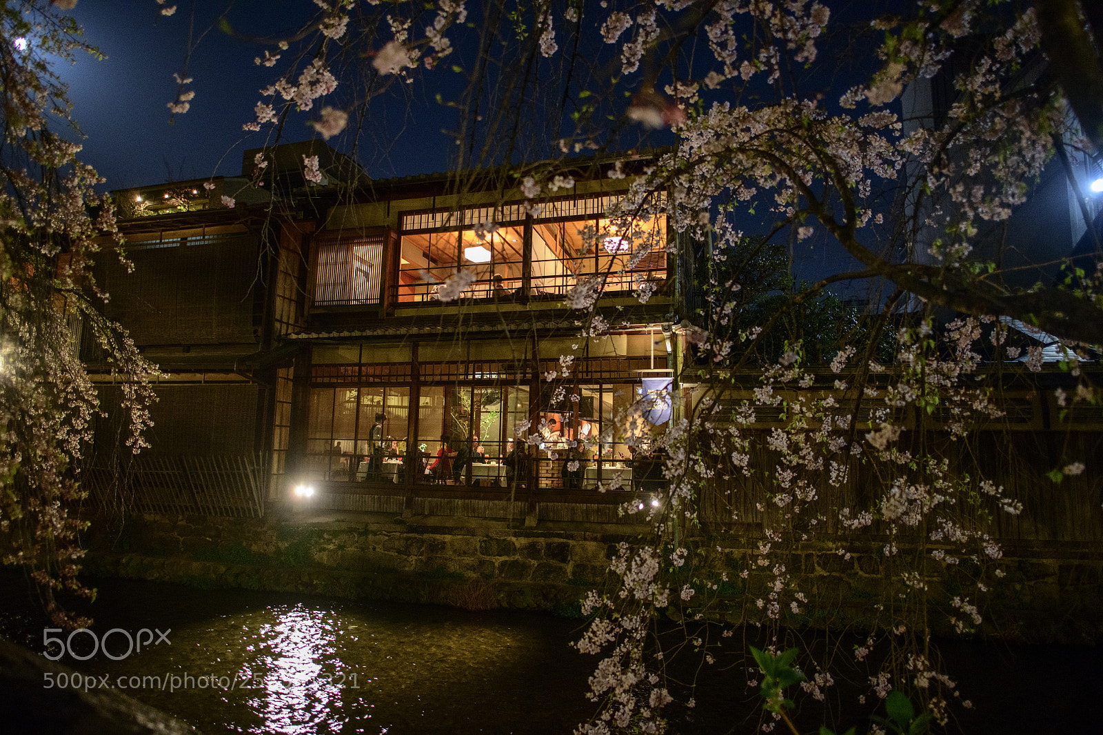 Nikon D850 sample photo. Full moon sakura night photography