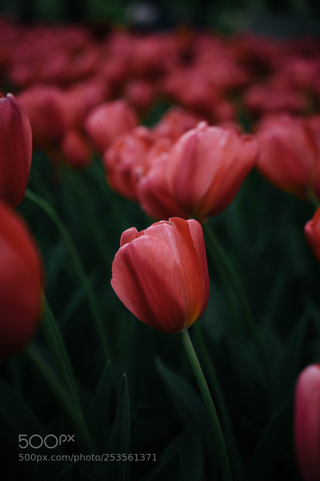 Sony a7 II sample photo. Yokohama01 photography