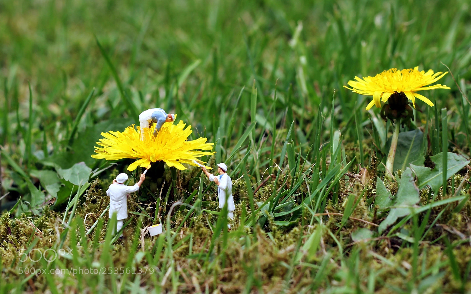 Canon EOS 550D (EOS Rebel T2i / EOS Kiss X4) + Canon EF 50mm F1.8 II sample photo. Why are the dandelions photography