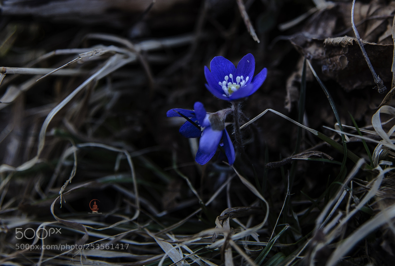 Sony SLT-A99V sample photo. Dsc photography