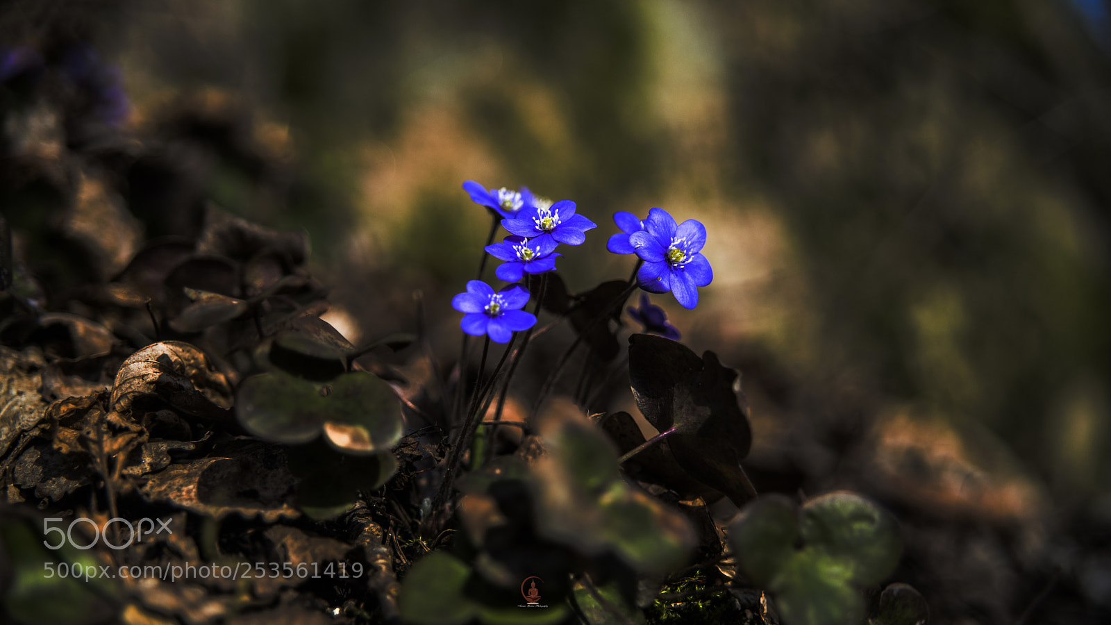 Sony SLT-A99V sample photo. Dsc photography