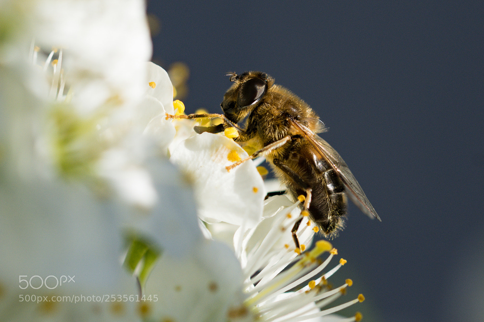 Nikon D7200 sample photo. Bee on blossom photography