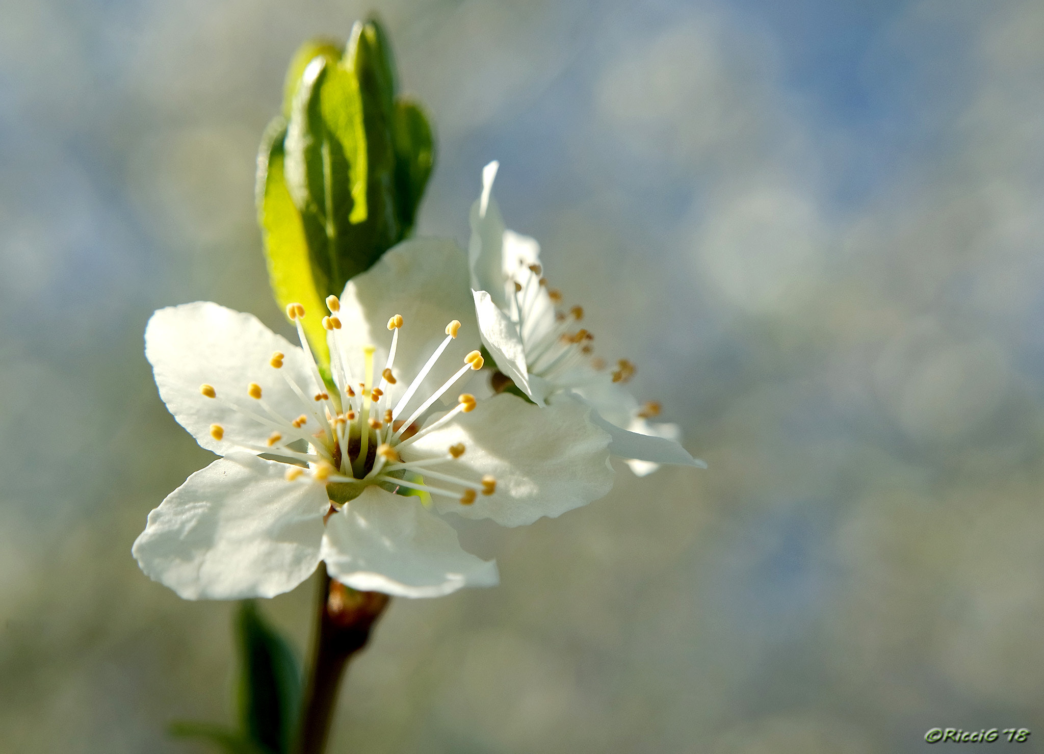 Samsung NX3300 sample photo. White blossom photography