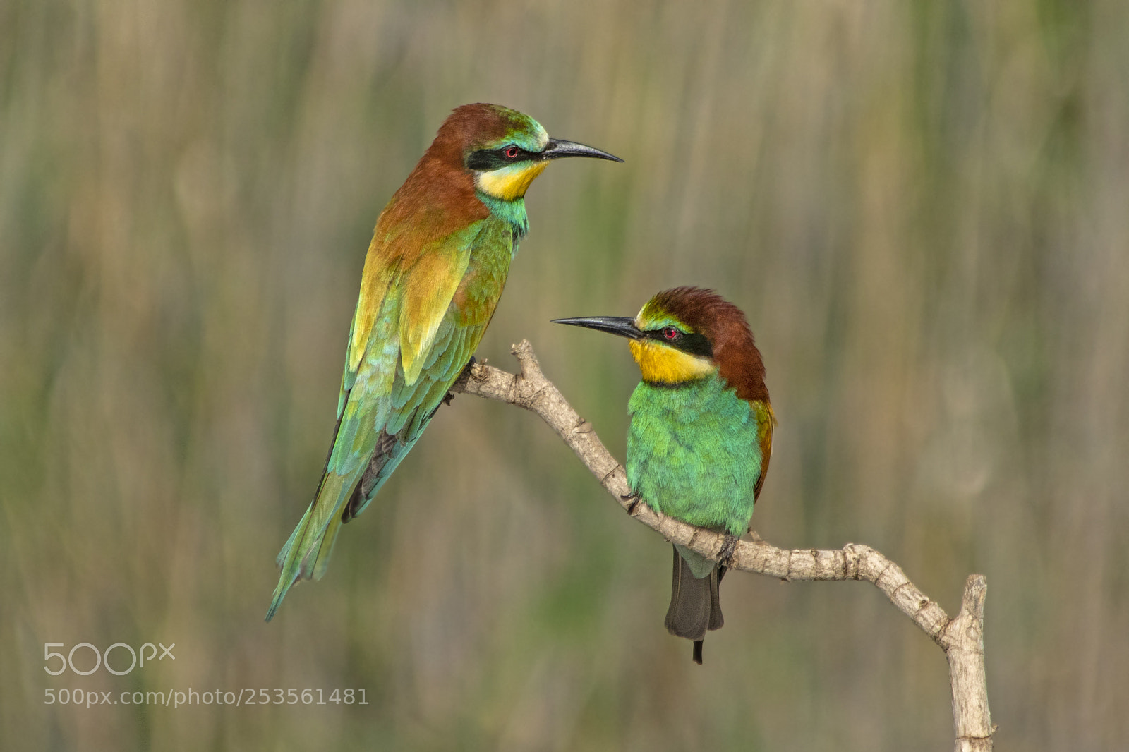 Canon EOS 7D Mark II sample photo. Merops apiaster photography