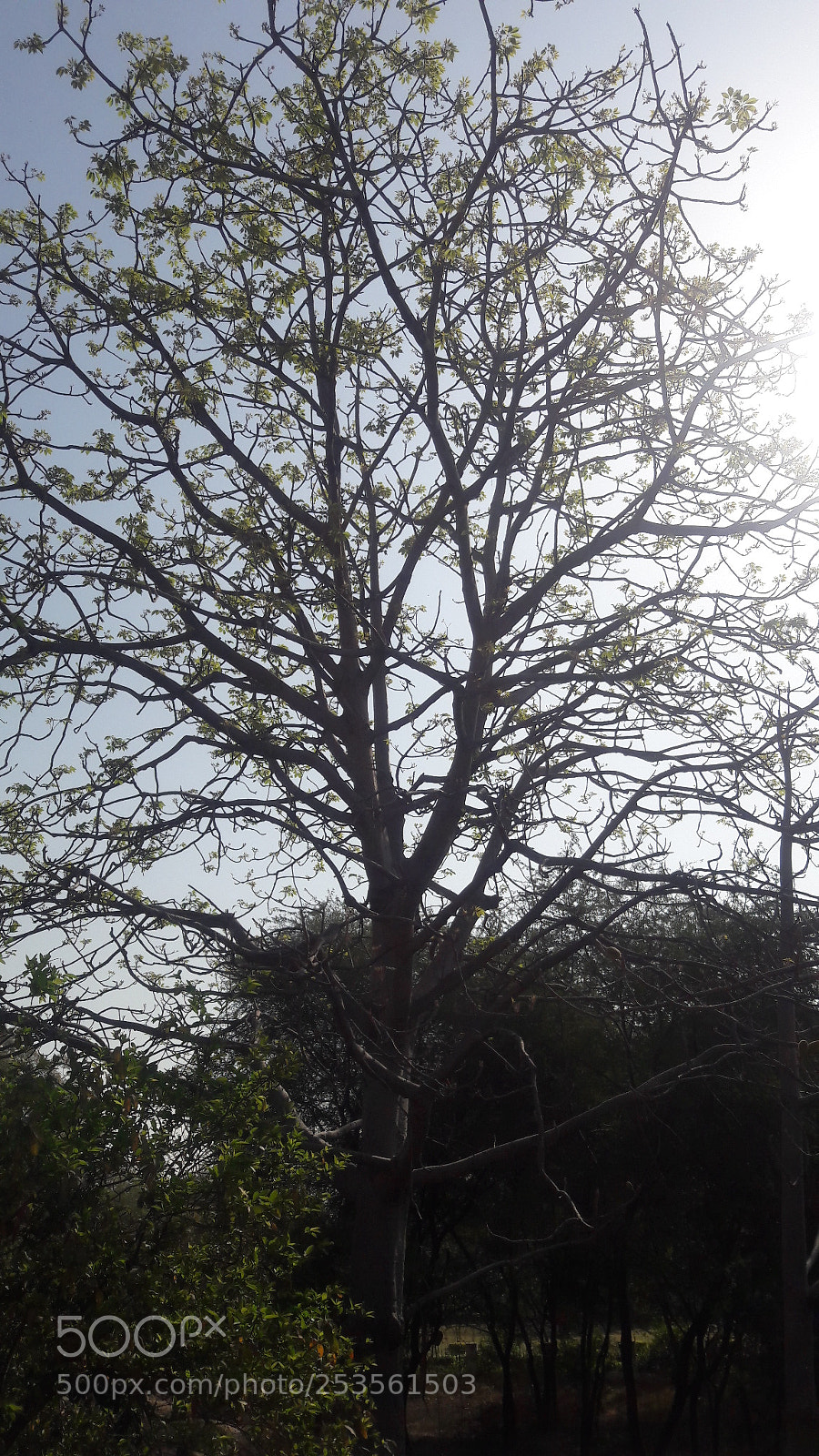 Samsung Galaxy J7 sample photo. Tree photography