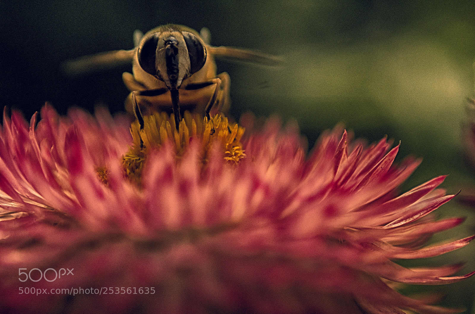 Nikon D7000 sample photo. A bee photography