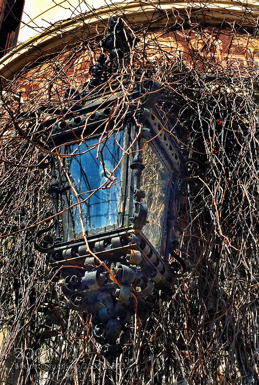 Apple iPhone 6 sample photo. Swallowed by the ivy  photography