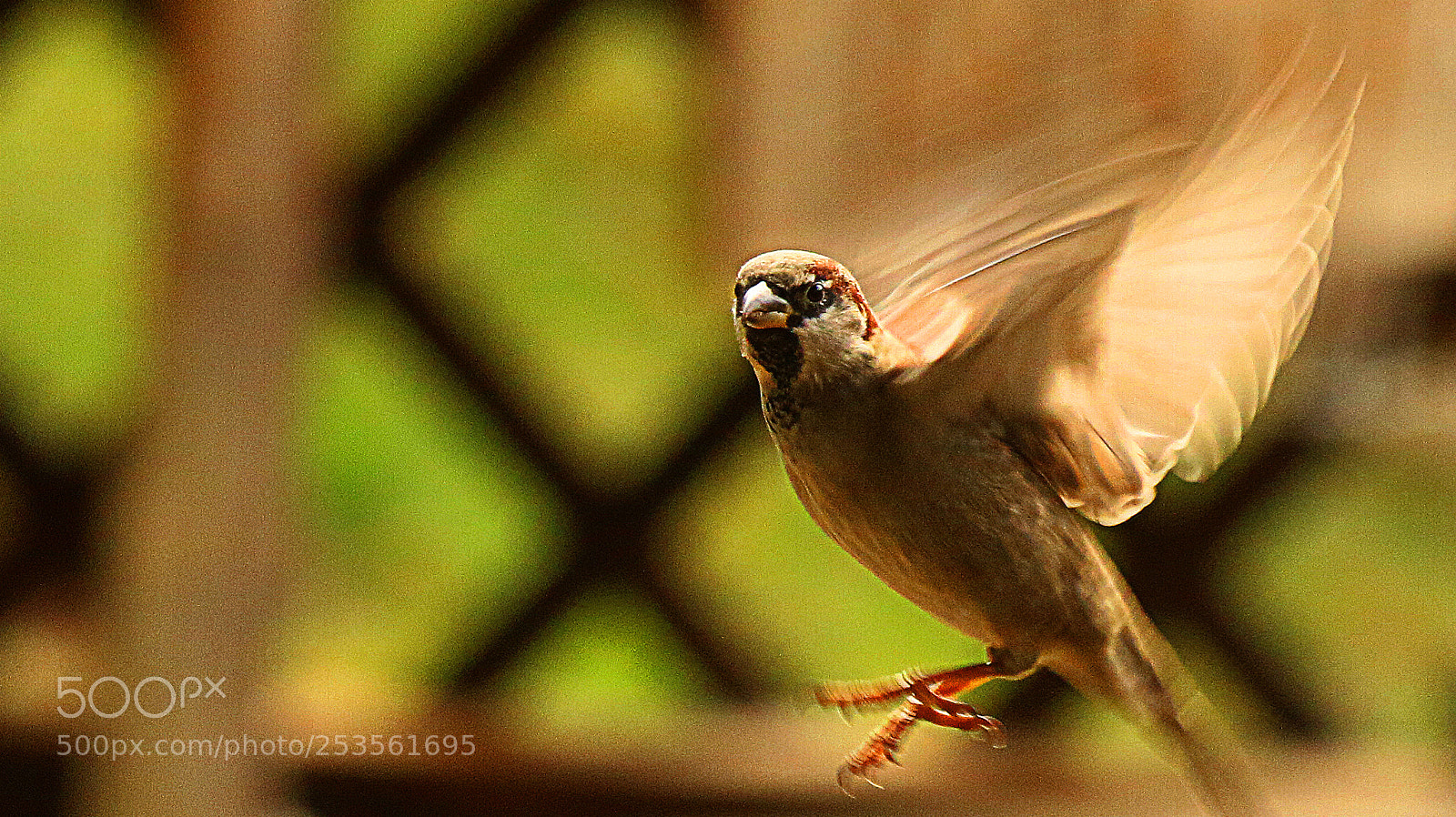 Canon EOS 70D sample photo. Img photography