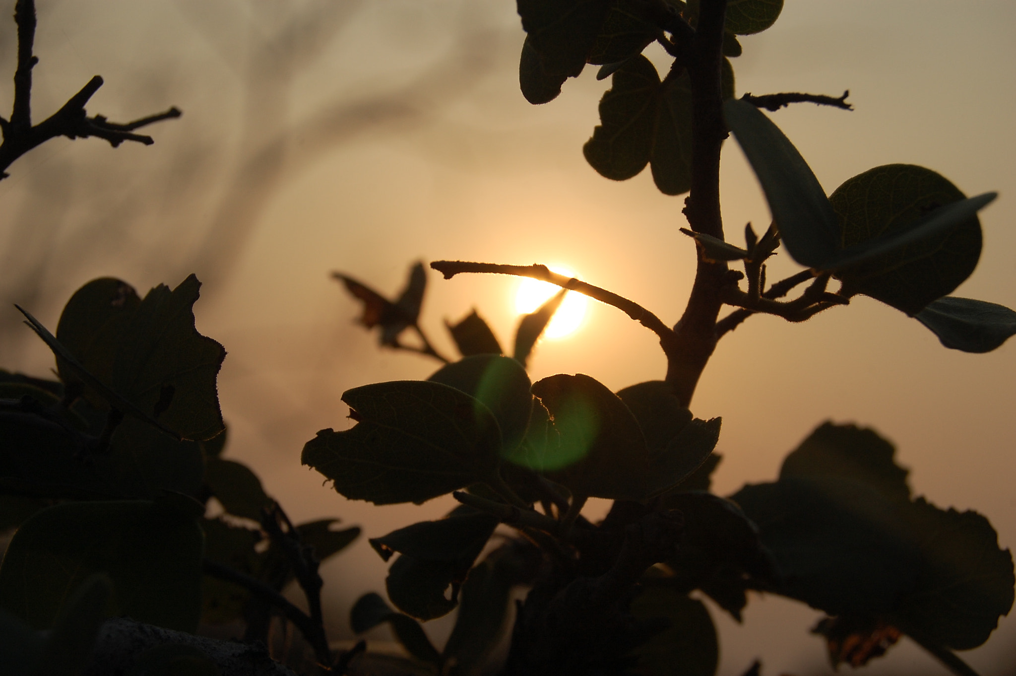 Nikon D40 sample photo. Sun photography