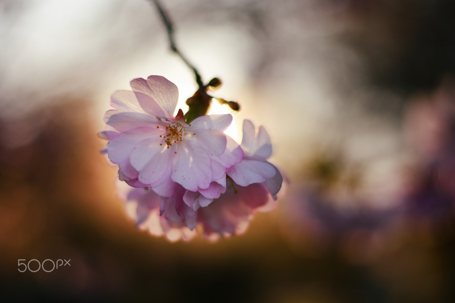 Nikon D7200 + Nikon AF-S Nikkor 50mm F1.8G sample photo. Pink ... photography