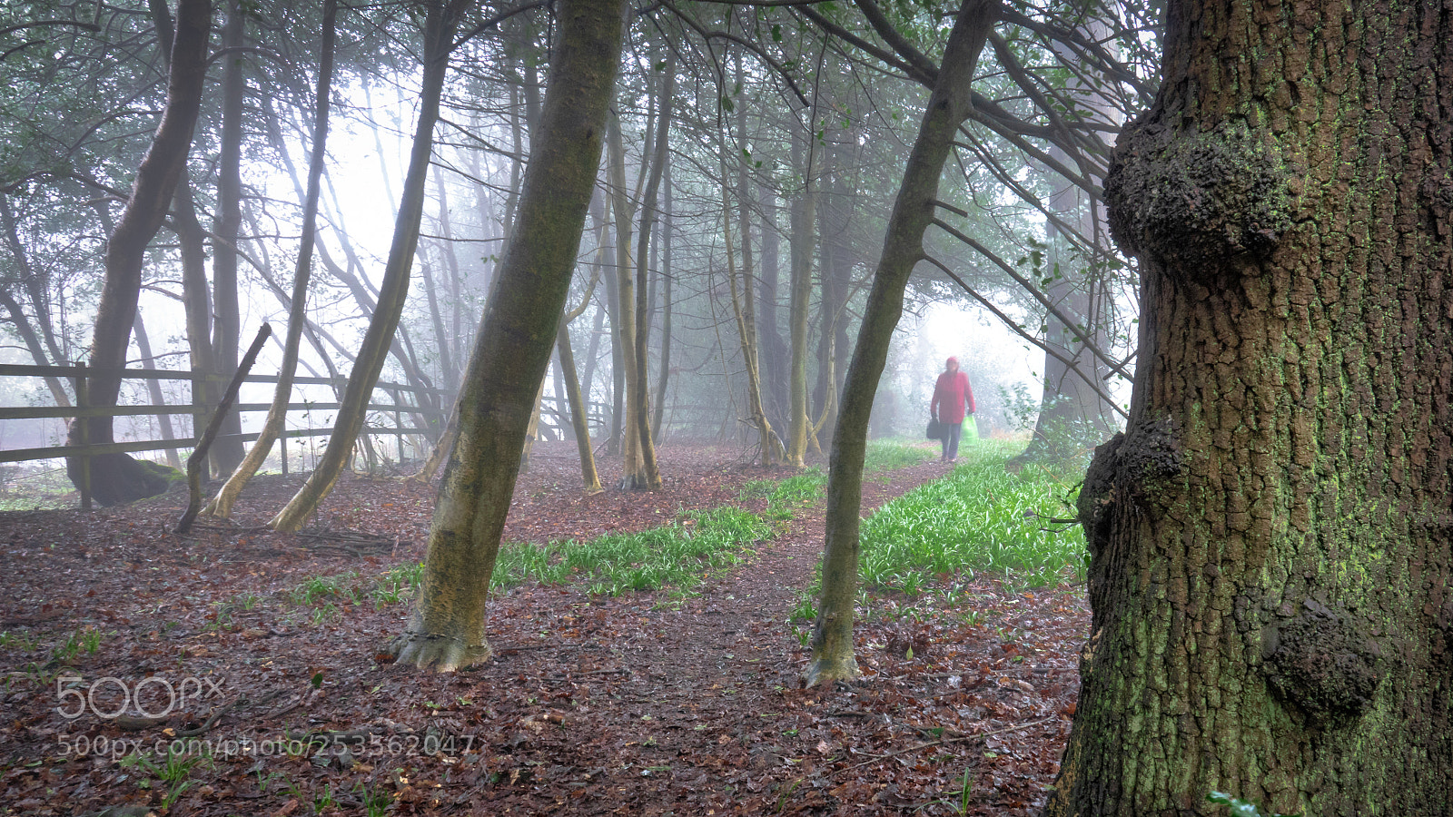 Sony Cyber-shot DSC-RX10 III sample photo. Stoneywell woodland on a photography