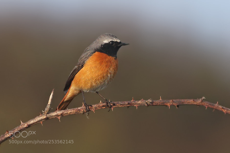Canon EOS 7D Mark II sample photo. Redstart photography