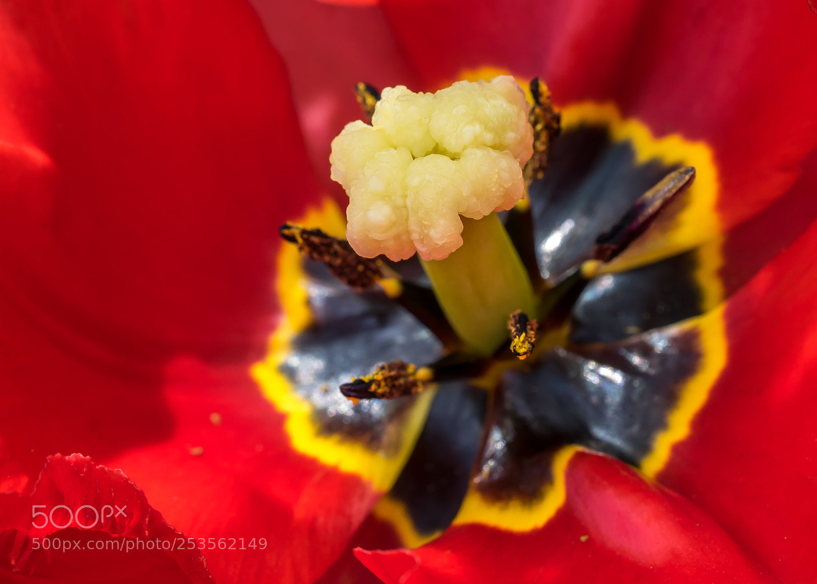 Sony a7 sample photo. Inside a tulip photography